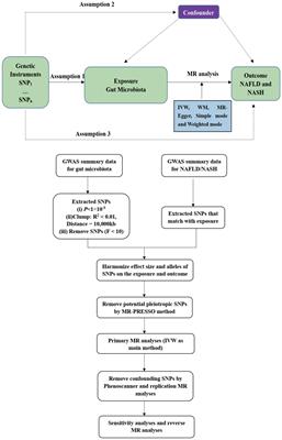 Association between gut microbiota and NAFLD/NASH: a bidirectional two-sample Mendelian randomization study